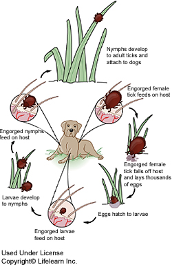 Lyme disease and our pets Part 1 What it is how it is transmitted and how it affects our pets and us